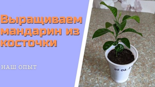 Выращиваем домашний мандарин из косточки правильно