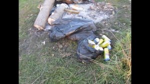 Свиньи на природе.