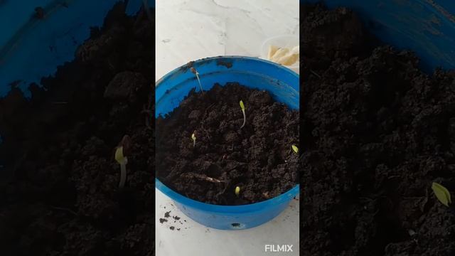 Apple seeds germination using peroxide rooting hormone. @Plantstation. смотреть онлайн
