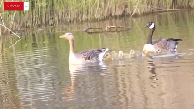 Soothing Animal Videos and Moments: Leopard, Parrot, Peacock, Otter, Bird - Enjoy Music Relax смотреть онлайн