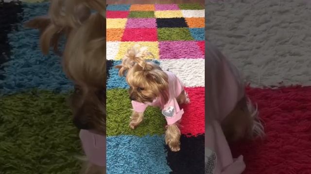Одежда для йоркширского терьера🐶 || Clothes for Yorkshire Terrier👗