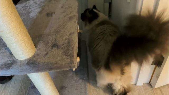 Vlog no 29 - New car, new cat tree and the free OTT multiband compressor. смотреть онлайн