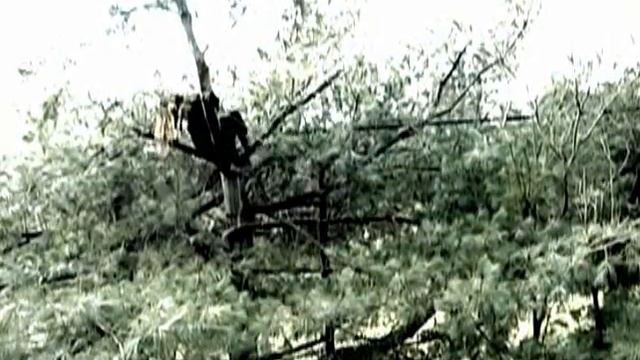 Oculi Animae Fenestras (The eyes are the windows to the soul) смотреть онлайн