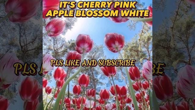 IT'S CHERRY PINK APPLE BLOSSOM WHITE(lyrics) vhen Bautista and wahashtini tandem смотреть онлайн