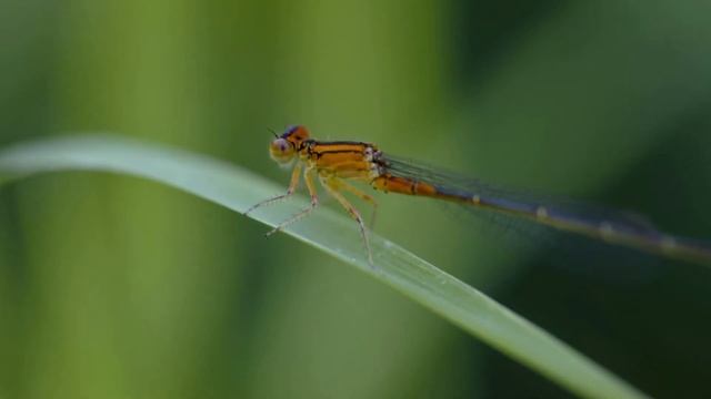 My Photography смотреть онлайн