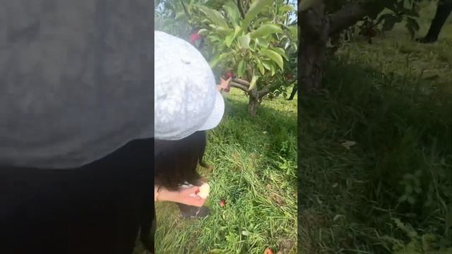 NYC Apple Picking 🍎🍏🇺🇸 смотреть онлайн