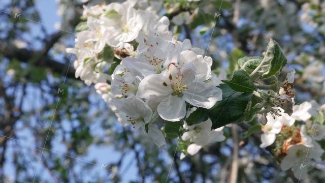 Blossom Apple Tree on Blue Sky Background смотреть онлайн