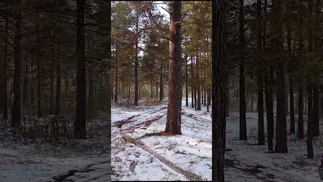Прогулка в лес на даче, в октябре.