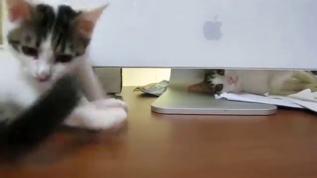 Kittens across iMac смотреть онлайн