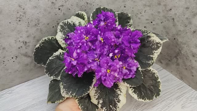 Фиалка ВаТ-Шоколадное Настроение