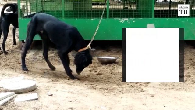 Inside India's largest dog farm смотреть онлайн