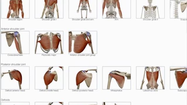 Muscle Premium for Android Tablet (tutorial) смотреть онлайн