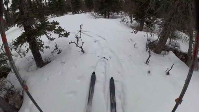 Ski the trees смотреть онлайн