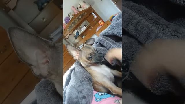 My dog barking to people on the other side of the window😂 смотреть онлайн