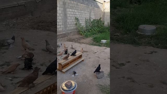 Таджикские двухчубые голуби смотреть онлайн