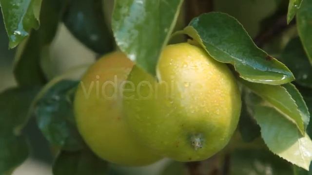 Fruit Apples On A Tree | Stock Footage - Envato elements смотреть онлайн