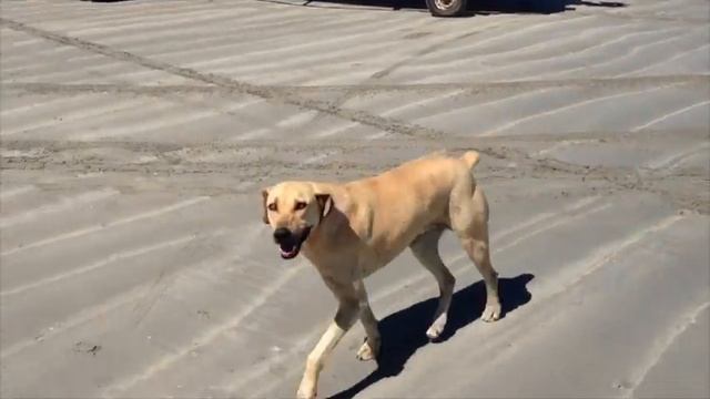 Apple Road смотреть онлайн