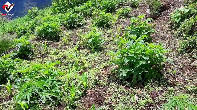 Medicinal Plants 🧡 Himalayan Love Apple, Aconite, Himalayan Rhubarb and Wild Garlic || Herbs Vlog смотреть онлайн