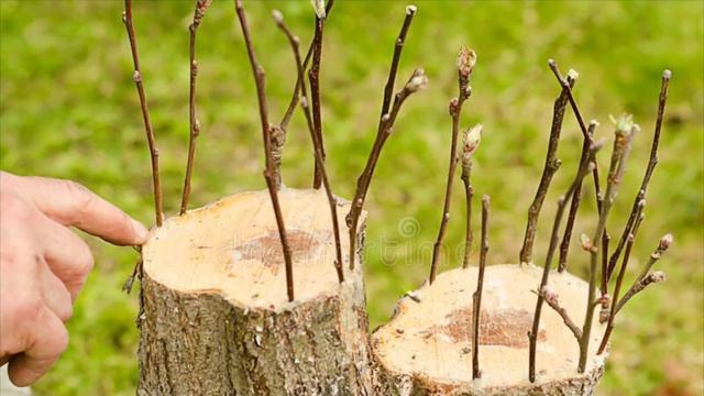 Fun Facts about [Gala] Apples смотреть онлайн