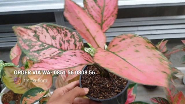BIKIN GAK BISA TIDUR LIAT AGLONEMA MENOR-MENOR LANGSUNG DARI PUSATNYA смотреть онлайн