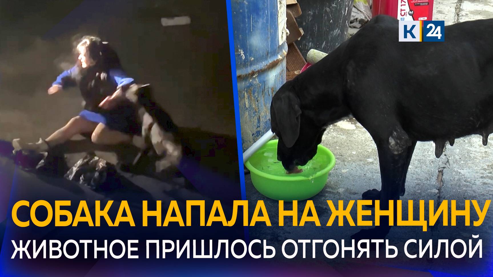 В Сочи бродячая собака чуть не загрызла женщину смотреть онлайн