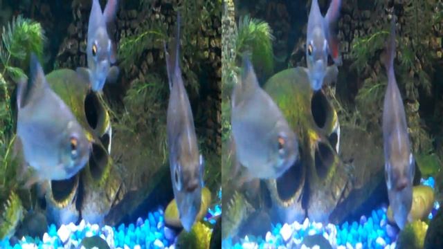 Freshwater fish aquarium telescopic 3D смотреть онлайн