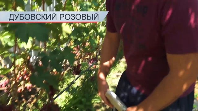 Виноградник Полишко в августе часть 2 смотреть онлайн