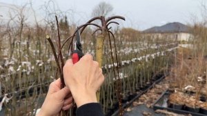 Весенняя подрезка штамбовых ив. Мастер-класс. Русская ива.