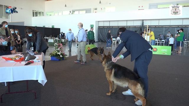 Exposição Canina Nacional & Internacional Pavilhão da Associação Agrícola de São Miguel Açores смотреть онлайн