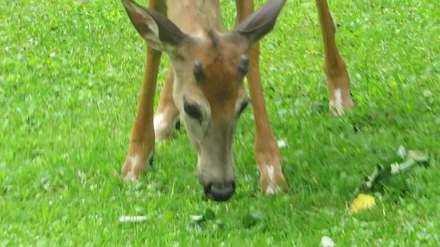 Button Buck in my yard смотреть онлайн