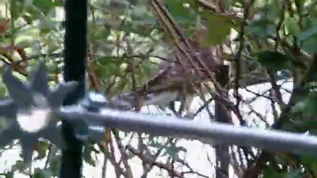 Cooper's Hawk In Rose Bush Just Outside My Door
