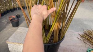 Русская ива. Мастер-класс. Плетем дерево из ивы.