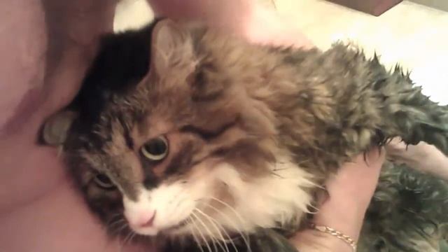 Cat taking a bath - Моющийся Котэ смотреть онлайн