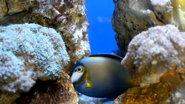 Relaxing Saltwater Aquarium Screensaver With Calm Chill Music смотреть онлайн
