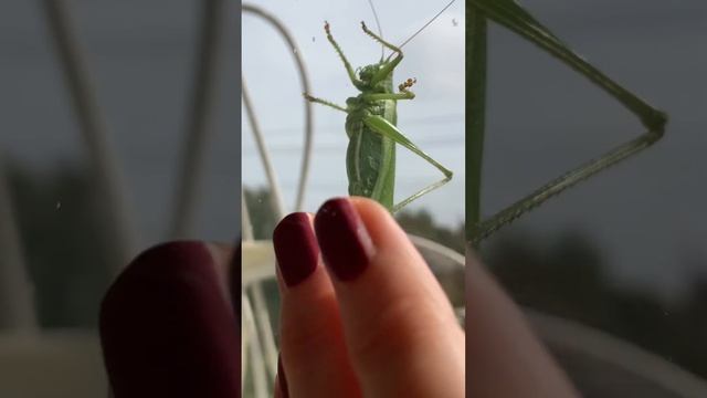 Scary! Unpleasant! Locusts on the window. Have you seen locusts? Would you be scared? смотреть онлайн