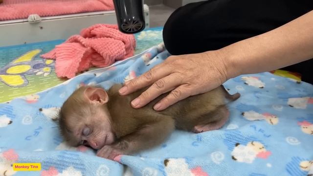 Baby Monkey Tina Didn't Want To Get Dressed After Her Grandmother Gave Her A Bath