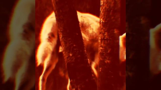 Wolves - Selena Gomez | | BeatLeap Video