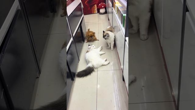 😂 Никогда не лезь в чужие разборки! смотреть онлайн