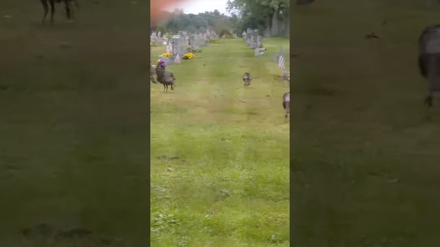 Turkeys in the cemetery !! Outside my office window ! смотреть онлайн