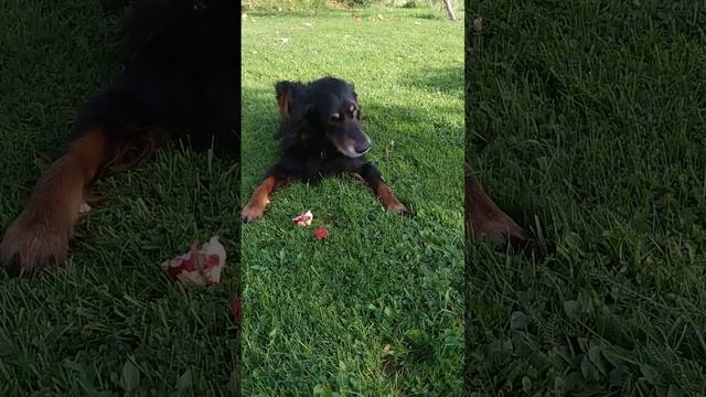 he likes apples смотреть онлайн