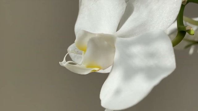 ORCHIDÉE PASSION / Final Cut Pro X 10.5.1 смотреть онлайн