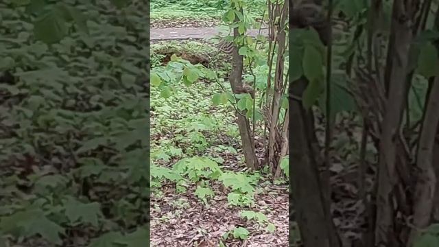 Белка с бельчатами учатся смотреть онлайн