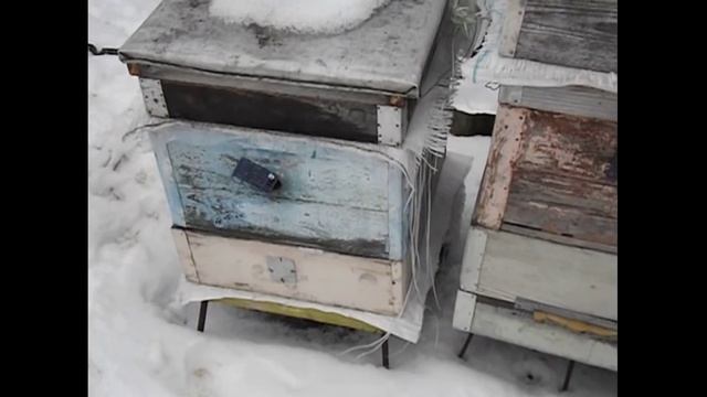 преимущество для сильных семей при зимовке на воле в возможности сделать ранний облет смотреть онлайн