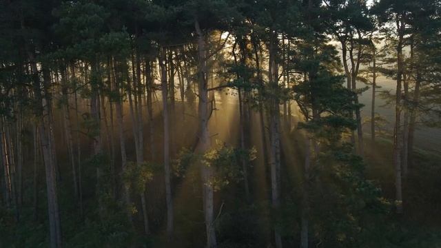 Relax with me Mac DeMarco - Chamber of Reflection 1 hour loop смотреть онлайн