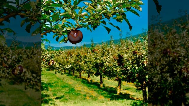 An Apple Fell Out The Basket. (OP-1 Mix) смотреть онлайн