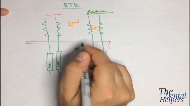 Physiology - Receptor Tyrosine Kinase (RTK) смотреть онлайн