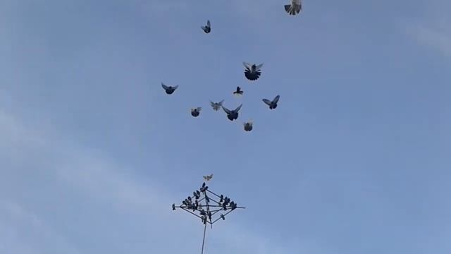 Николаевские голуби. Север Казахстана г.Астана смотреть онлайн