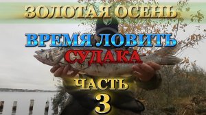 Ловля судака осенью.  Рыбалка на судака. Судак на живца.