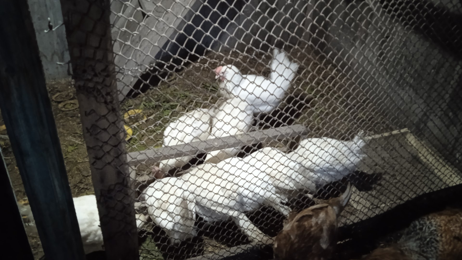 Куры-несушки. Какую воду давать курам. Сколько яиц снесли сегодня смотреть онлайн