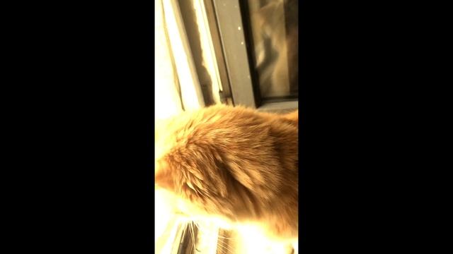 Любопытная кошка открытое окно опасно! что летит Red cat & open window is dangerous! smthg is flyin смотреть онлайн